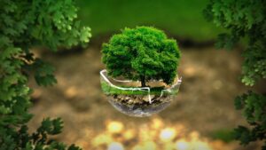arbre sur l'image dans un bol coupé