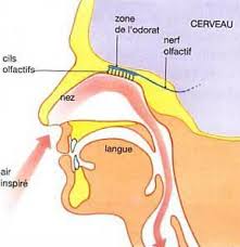 a cet emplacement s'affiche une image expliquant l'olfaction